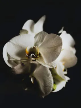 Black Orchid (Tom Ford Type) - Premium Fragrance Oil