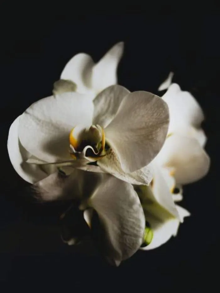 Black Orchid (Tom Ford Type) - Premium Fragrance Oil
