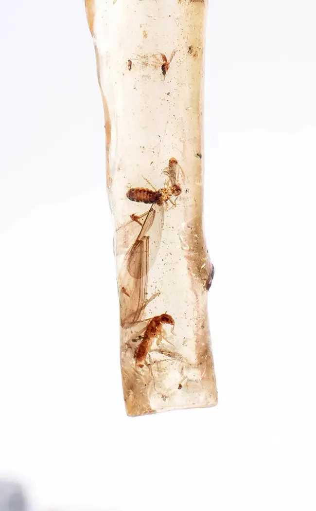 Genuine Amber with Insects | Very Rare