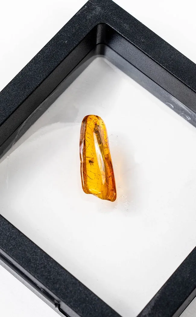 Genuine Baltic Amber with Insects | Rare