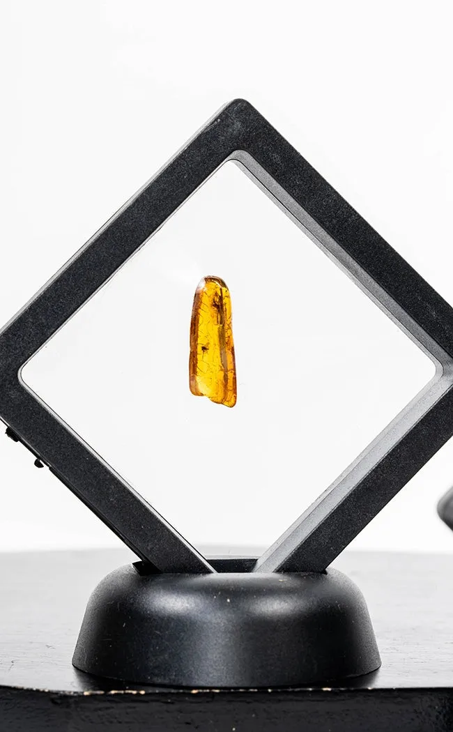 Genuine Baltic Amber with Insects | Rare