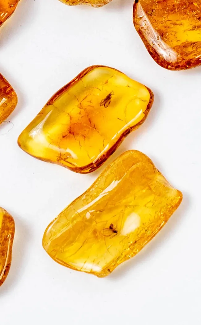 Genuine Baltic Amber with Insects | Rare
